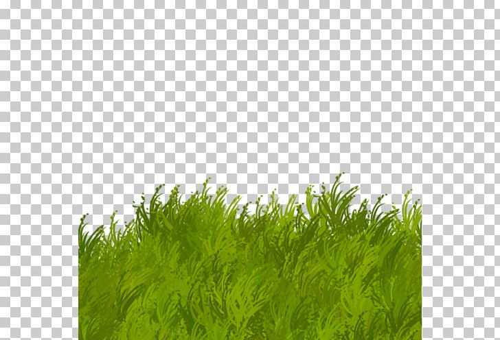 Herbaceous Plant Green PNG, Clipart, Digital Image, Flower, Grass, Grasses, Grass Family Free PNG Download