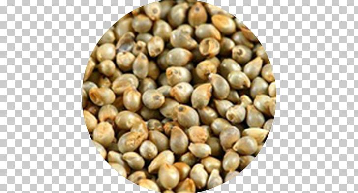 Pearl Millet Breeding Finger Millet Seed PNG, Clipart, Agriculture, Barnyard, Bean, Cereal, Commodity Free PNG Download