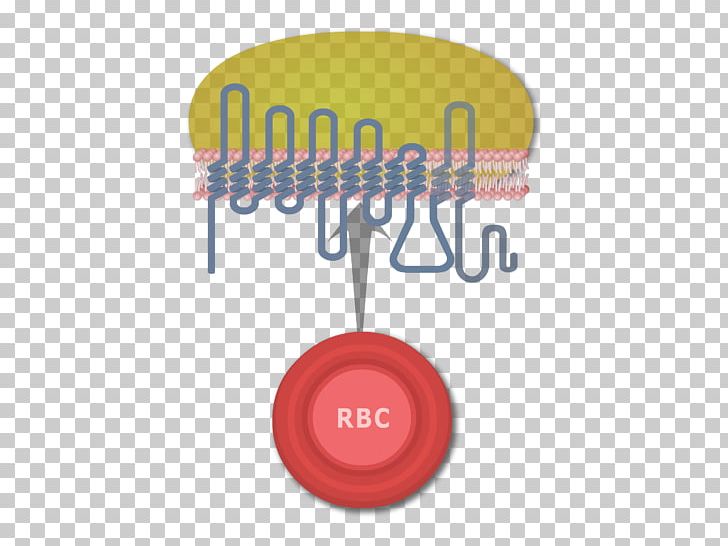 Rh Blood Group System Red Blood Cell Human Blood Group Systems Antigen PNG, Clipart, Antigen, Blood, Blood Cell, Blood Plasma, Blood Type Free PNG Download