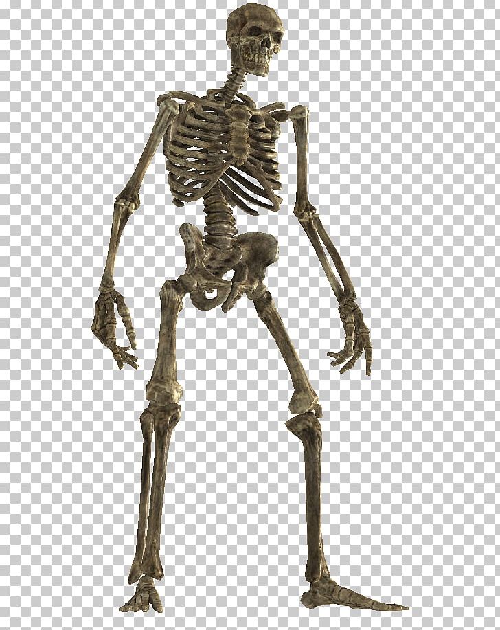 Skeleton The Elder Scrolls V: Skyrim Bone Wiki Classical Sculpture PNG, Clipart, Ancient History, Blessed Sacrament, Bone, Classical Sculpture, Diary Free PNG Download