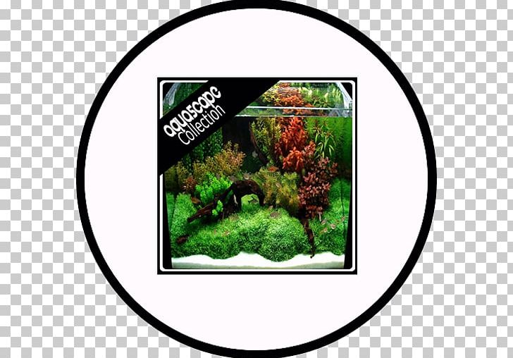 Aquariums Tree Fresh Water PNG, Clipart, Aquarium, Aquariums, Aquascape, Aquatic, Arrange Free PNG Download