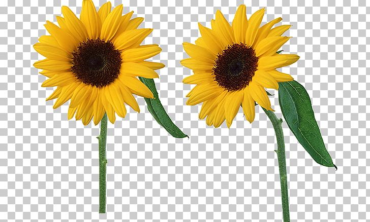 Common Sunflower Plants Vs. Zombies 2: It's About Time Sunflower Seed PNG, Clipart,  Free PNG Download