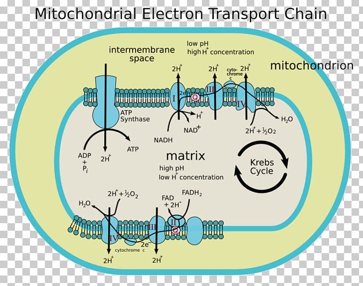 Electron Transport Chain Mitochondrion Cytochrome C Oxidase Oxidative Phosphorylation PNG, Clipart, Adenosine Triphosphate, Area, Cell, Cellular Respiration, Cytochrome C Oxidase Free PNG Download