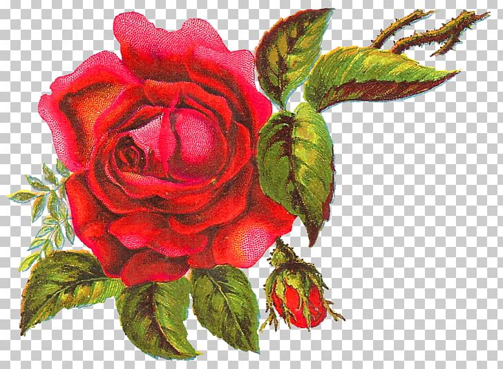 Flower Garden Roses Centifolia Roses PNG, Clipart, Art, Centifolia Roses, Clip Art, Cut Flowers, Digital Image Free PNG Download