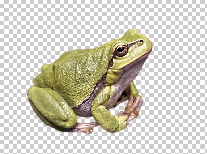 Frog Lithobates Clamitans Killing The Kordovas Desktop PNG, Clipart, Amphibian, Android, Android App, Animal, Animals Free PNG Download