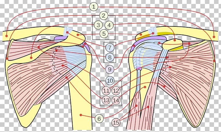 Shoulder Joint Rotator Cuff Scapula PNG, Clipart, Abdomen, Acromioclavicular Joint, Acromion, Adhesive Capsulitis Of Shoulder, Angle Free PNG Download