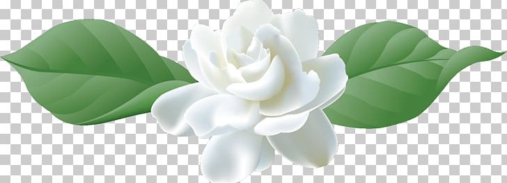 Cape Jasmine Cut Flowers Petal PNG, Clipart, Cape, Cape Jasmine, Cut Flowers, Flower, Flowering Plant Free PNG Download