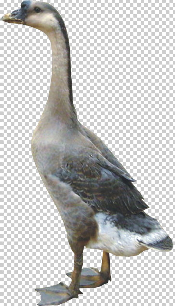 Duck Domestic Goose Chicken Poultry PNG, Clipart, Anatidae, Animal, Animals, Anser, Anseriformes Free PNG Download