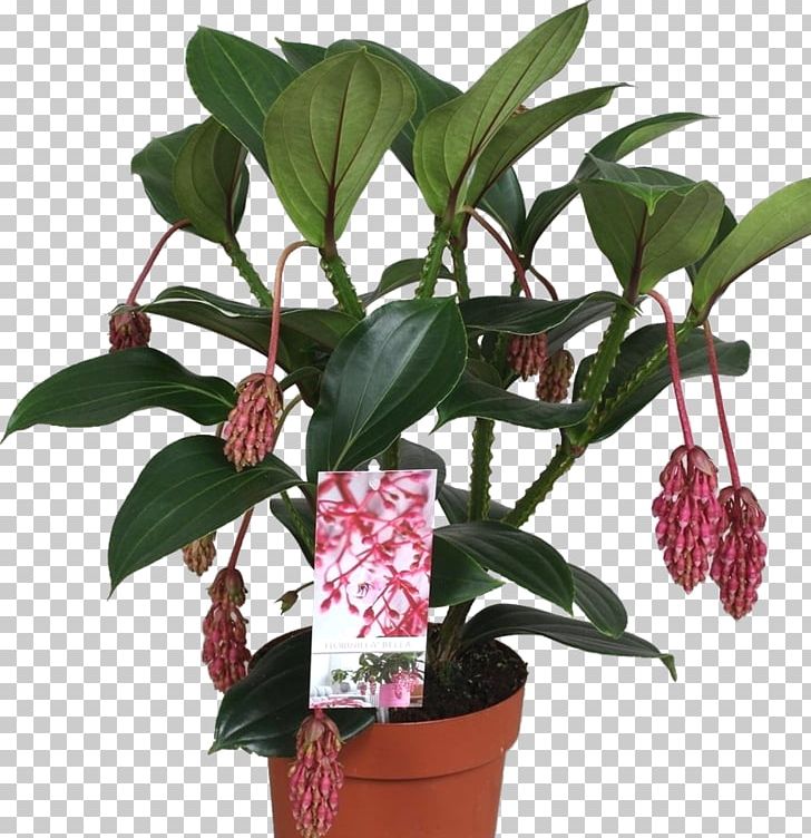 Medinilla Magnifica Houseplant Flowerpot Epiphyte Species PNG, Clipart, Embryophyta, Epiphyte, Flower, Flowerpot, Houseplant Free PNG Download