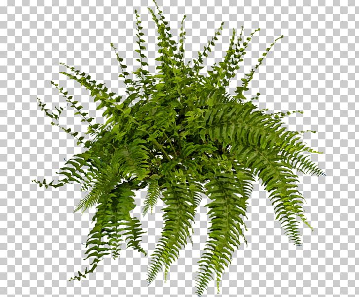 Plant Tree Fern Shrub PNG, Clipart, Artificial Flower, Brush, Fern, Ferns And Horsetails, Flower Free PNG Download