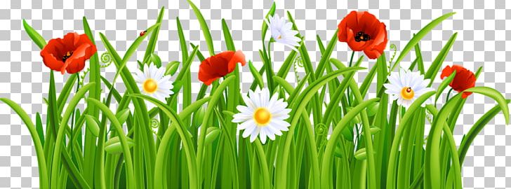 Portable Network Graphics Flower Lawn PNG, Clipart, Commodity, Common Daisy, Computer Icons, Computer Wallpaper, Flower Free PNG Download