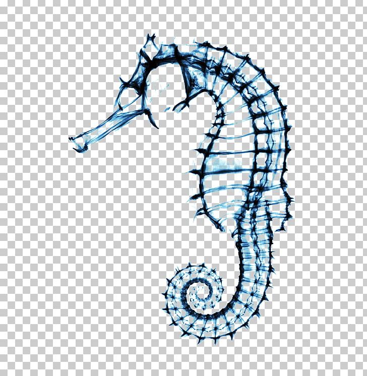 Seahorse Drawing Skeleton PNG, Clipart, Anatomy, Animal, Animals, Area, Artwork Free PNG Download