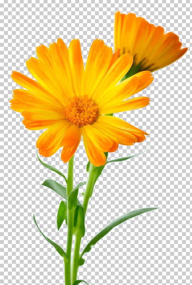 Calendula Officinalis Flower Marigold PNG, Clipart, Annual Plant, Calendula, Calendula Officinalis, Calendula Ointment, Chrysanthemum Free PNG Download