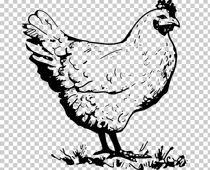Chicken Line Art Rooster PNG, Clipart, Art, Artwork, Beak, Bird, Black And White Free PNG Download