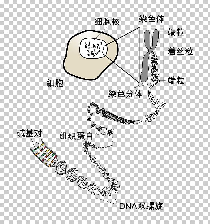 Chromosome DNA Genetics RNA PNG, Clipart, Angle, Area, Auto Part, Chromatid, Chromosome Free PNG Download