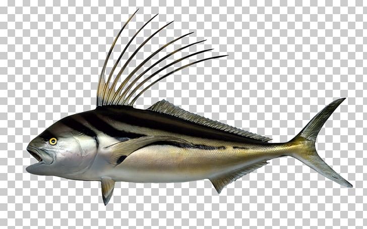 Roosterfish Water Atlantic Blue Marlin PNG, Clipart, Animals, Aquarium, Atlantic Blue Marlin, Bass, Bony Fish Free PNG Download