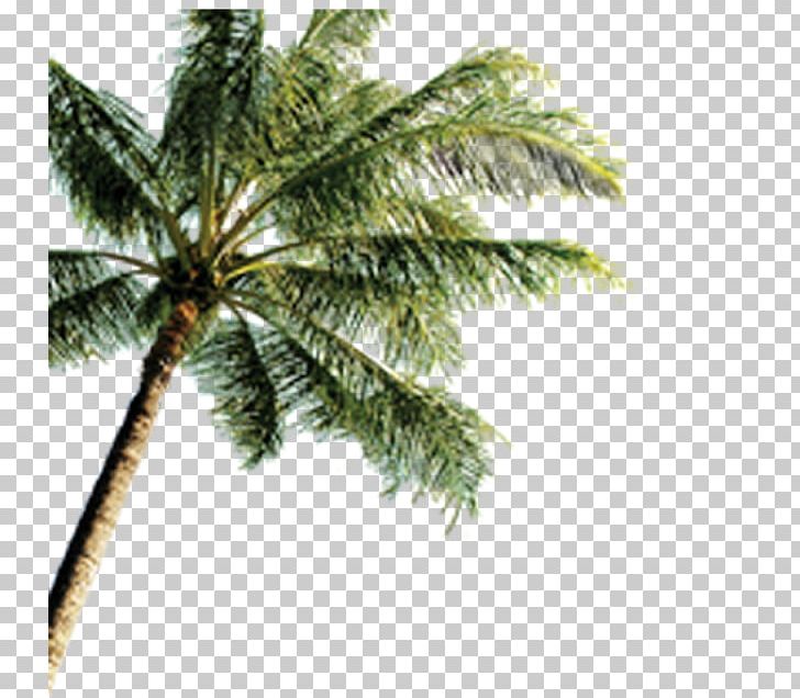 Seaside Resort Beach Playa De La Arena Vacation PNG, Clipart, Arecales, Beach, Branch, Coconut, Conifer Free PNG Download
