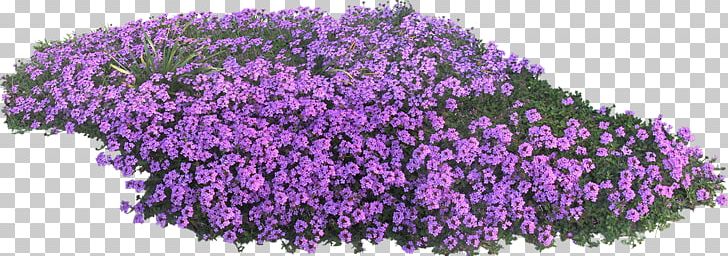 English Lavender Flower Garden Violet PNG, Clipart, Blue, English Lavender, Flower, Flower Garden, Flowering Plant Free PNG Download