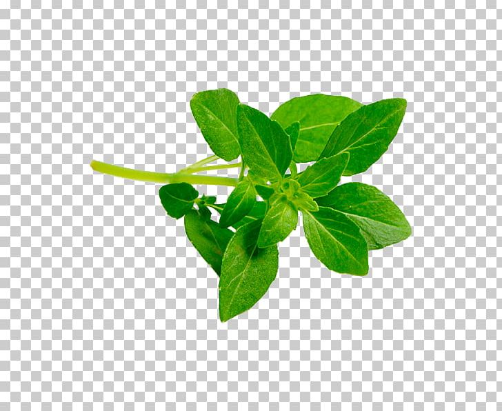 Lalab Lemon Basil Leaf Pecel Lele PNG, Clipart, Basil, Duck Meat, Food, Health, Herb Free PNG Download