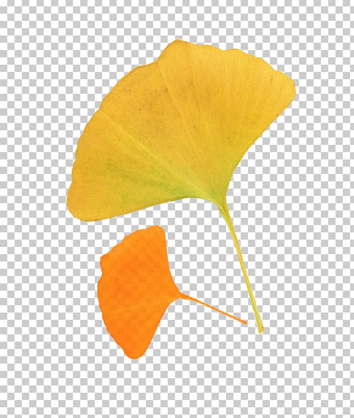 Leaf Ginkgo Biloba Autumn Deciduous PNG, Clipart, Autumn, Autumn Leaf Color, Autumn Tree, Autumn Vector, Defoliacixf3 Free PNG Download