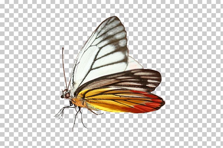Monarch Butterfly Purposed For The Promise PNG, Clipart, Arthropod, Blue Butterfly, Brush Footed Butterfly, Butterflies, Butterfly Free PNG Download