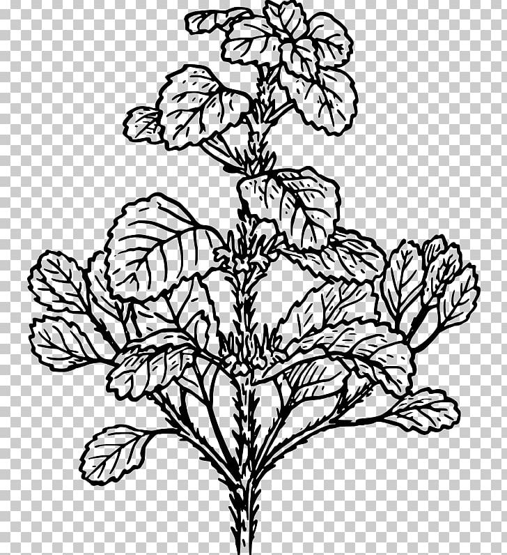 Plant White Horehound Alfalfa Herb PNG, Clipart, Alfalfa, Art, Black And White, Branch, Drawing Free PNG Download