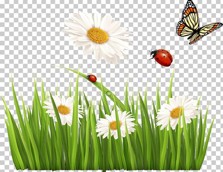 Stock Photography Flower PNG, Clipart, Can Stock Photo, Daisy, Flower, Grass, Grass Family Free PNG Download