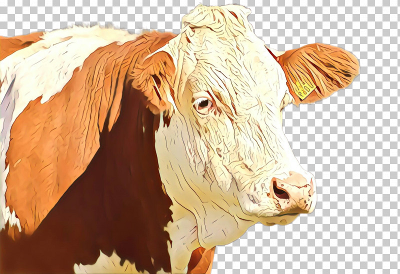 Bovine Bull Livestock Snout Dairy Cow PNG, Clipart, Bovine, Bull, Cowgoat Family, Dairy Cow, Horn Free PNG Download