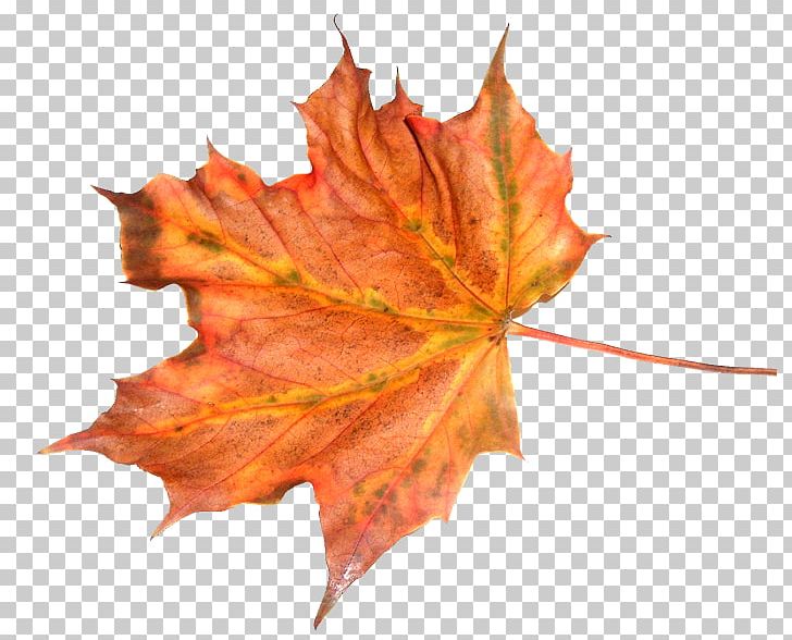 Autumn Maple Leaf Feuille Morte PNG, Clipart, Autumn, Autumn Leaf Color, Bitter, Chanson Dautomne, Deciduous Free PNG Download