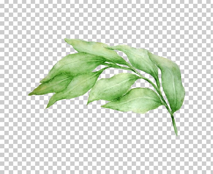 Bay Leaf Floral Design The Olive & Poppy Art PNG, Clipart, Amp, Art, Basil, Bay Leaf, Botany Free PNG Download