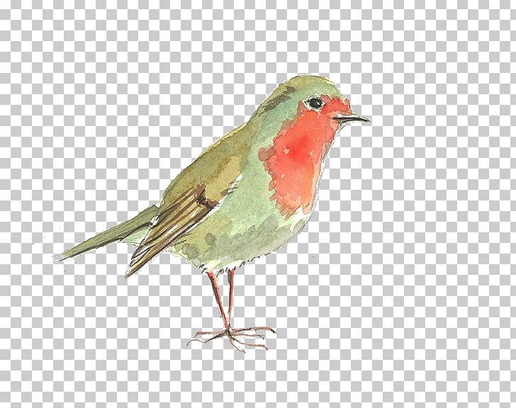 Bird Computer File PNG, Clipart, Adobe Illustrator, Animals, Beak, Bird, Bird Cage Free PNG Download