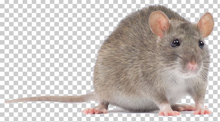 Computer Mouse Rodent Murids Black Rat PNG, Clipart, Animals, Bait, Black Rat, Computer Mouse, Dormouse Free PNG Download