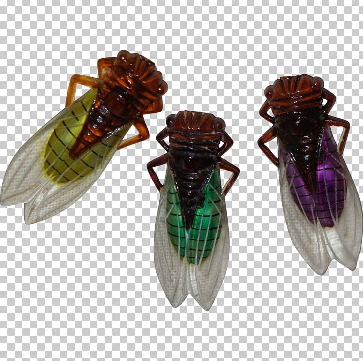 Insect Cicadoidea PNG, Clipart, Animals, Arthropod, Cicada, Cicadoidea, Fly Free PNG Download