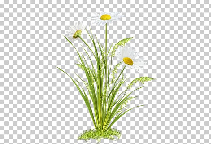 Computer Others Grass PNG, Clipart, Chamaemelum Nobile, Chamomile, Collage, Computer, Computer Graphics Free PNG Download