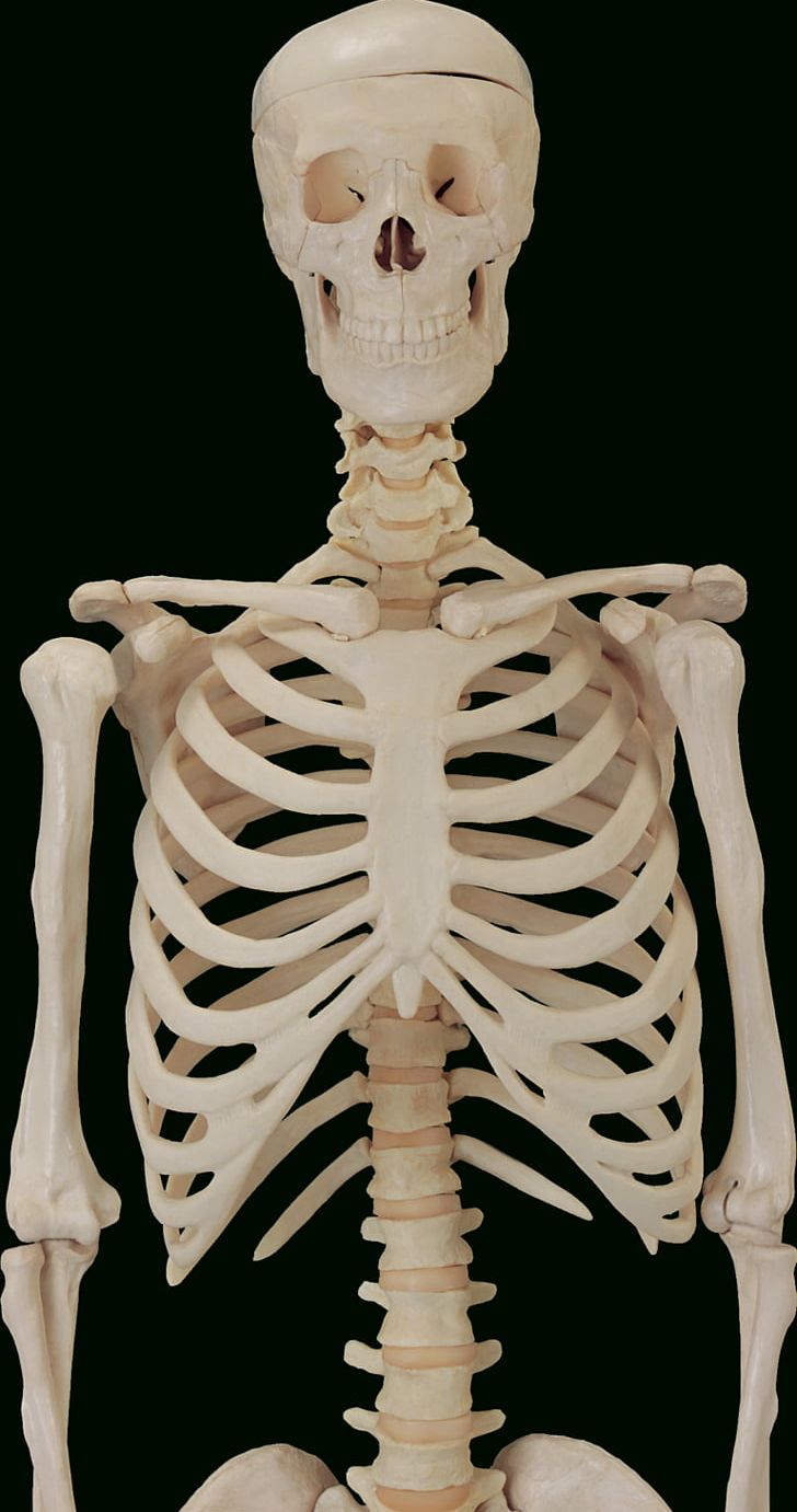 The Skeletal System Bone Anatomy Human Skeleton PNG, Clipart, Anatomy, Bone, Bone Anatomy, Editing, Fantasy Free PNG Download