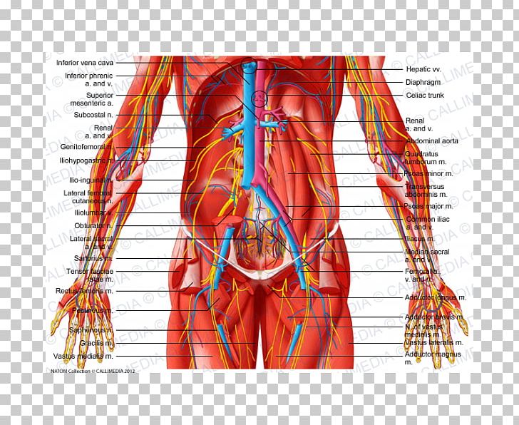 Abdomen Subcostalis Muscle Pelvis Human Body PNG, Clipart, Abdomen, Anatomy, Blood Vessel, Cava ...