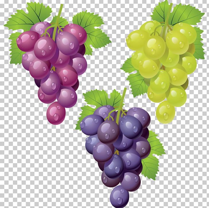 Common Grape Vine Wine PNG, Clipart, Common Grape Vine, Drawing, Food, Food Drinks, Fruit Free PNG Download