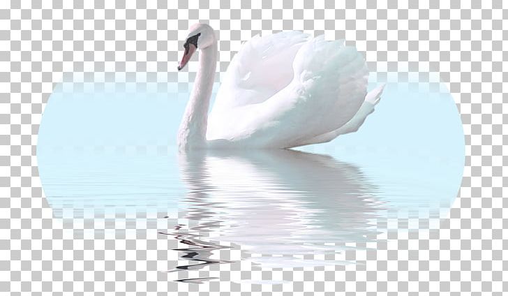 Cygnini Felidae Bird White Swan PNG, Clipart, Animal, Animals, Avatar, Bird, Black White Free PNG Download