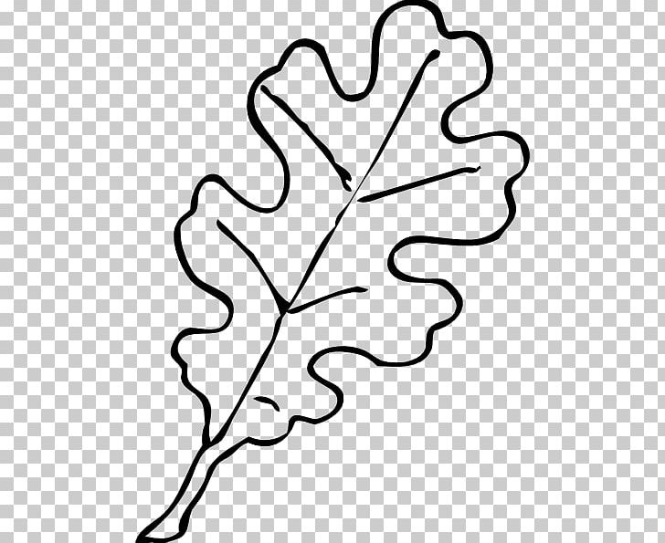 Drawing White Oak Leaf PNG, Clipart, Acorn, Area, Artwork, Autumn, Black And White Free PNG Download