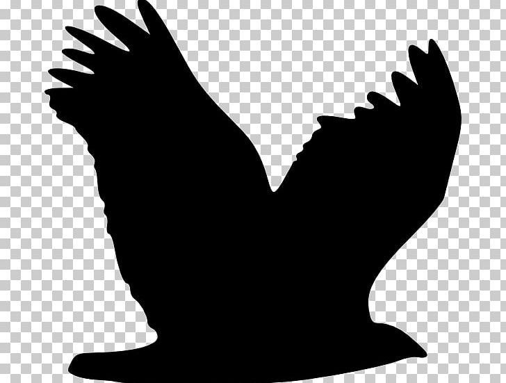 Eagle Wing PNG, Clipart, Animals, Beak, Bird, Black And White, Chicken Free PNG Download