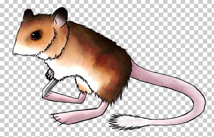Gerbil Hamster Kangaroo Mouse Rat Dormouse PNG, Clipart,  Free PNG Download