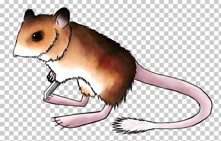 Gerbil Hamster Kangaroo Mouse Rat Dormouse PNG, Clipart, Free PNG Download