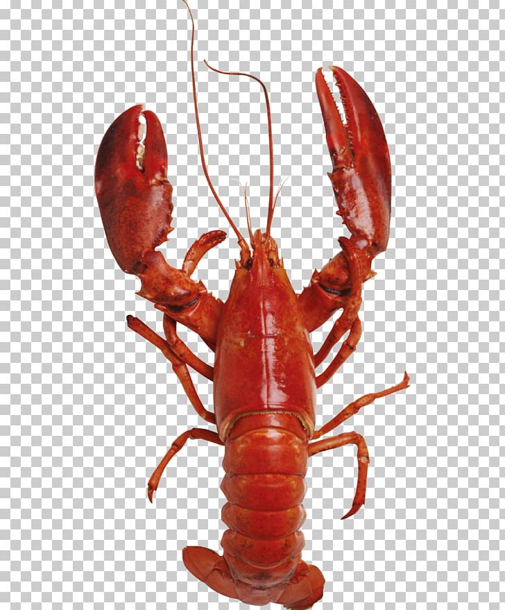 Lobster Stew Crayfish PNG, Clipart, American Lobster, Animals, Animal Source Foods, Aquatic, Aquatic Free PNG Download