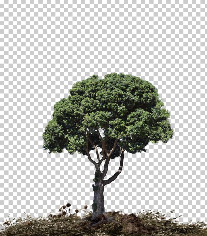 Tree Landscape PNG, Clipart, Bonsai, Desktop Wallpaper, Evergreen, Houseplant, Landscape Free PNG Download