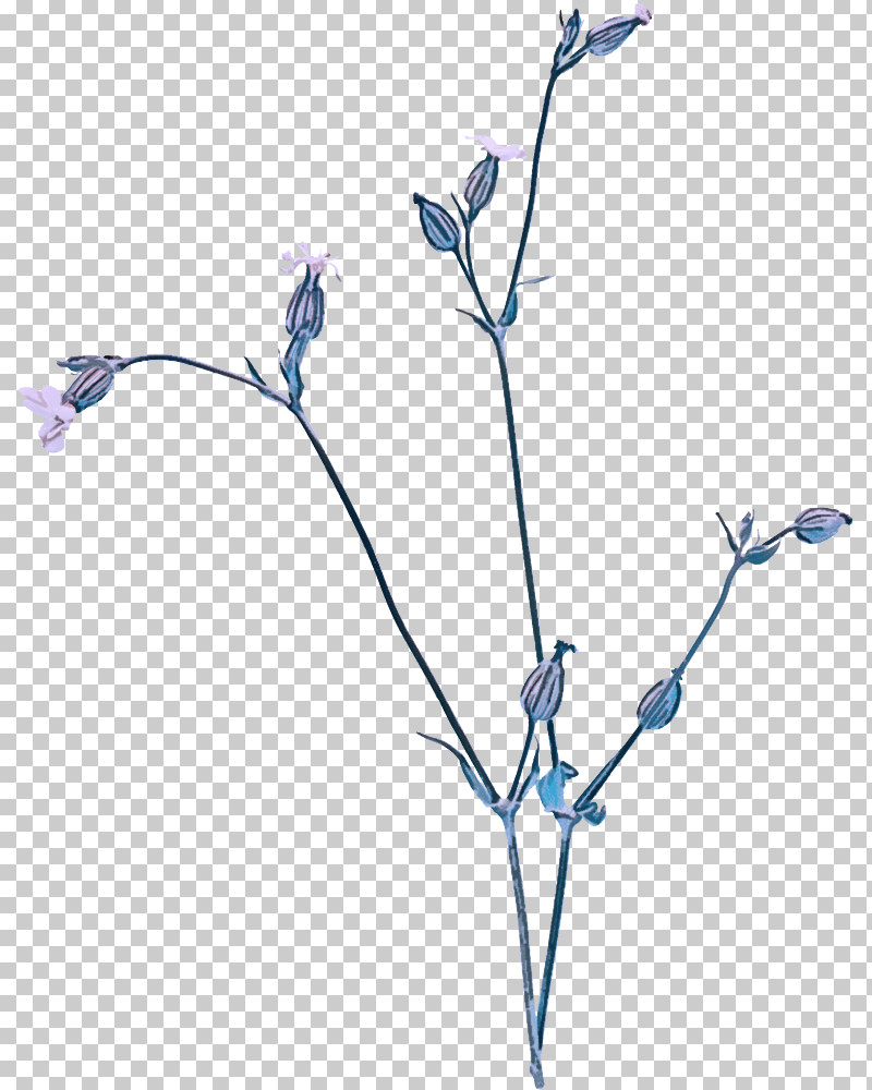 Twig Plant Stem Cut Flowers Petal Chicory PNG, Clipart, Biology, Chicory, Cut Flowers, Flower, Petal Free PNG Download