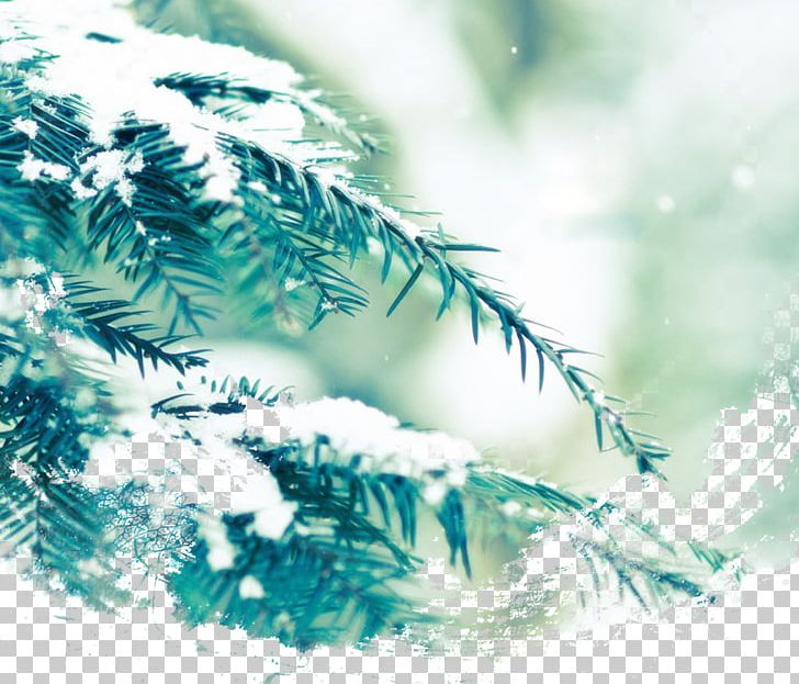 Dongzhi Northern Hemisphere Winter Solstice Solar Term PNG, Clipart, Beginning, Branch, Computer Wallpaper, Pine Tree, Snowflake Free PNG Download