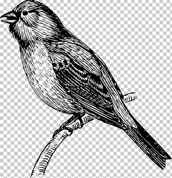 Drawing PNG, Clipart, Art, Beak, Bird, Black And White, Bunting Free PNG Download