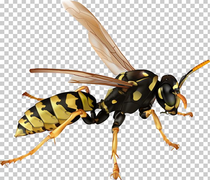 Insect Bee Hornet PNG, Clipart, Art, Arthropod, Bee, Encapsulated Postscript, Fly Free PNG Download