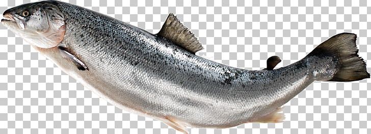 Fish Fin Atlantic Salmon PNG, Clipart, Animals, Atlantic Salmon, Basa, Capelin, Fauna Free PNG Download