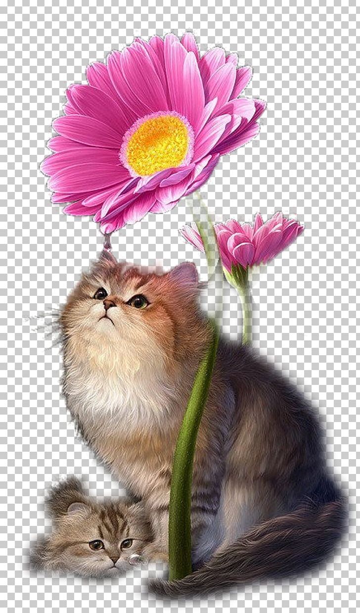 Kitten Whiskers Flowering Plant Plants PNG, Clipart, Animals, Carnivoran, Cat, Cat Like Mammal, Flower Free PNG Download